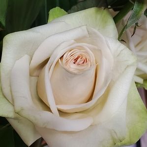 Meet your Posher, Marisol